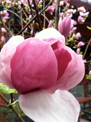 blooming tree in china