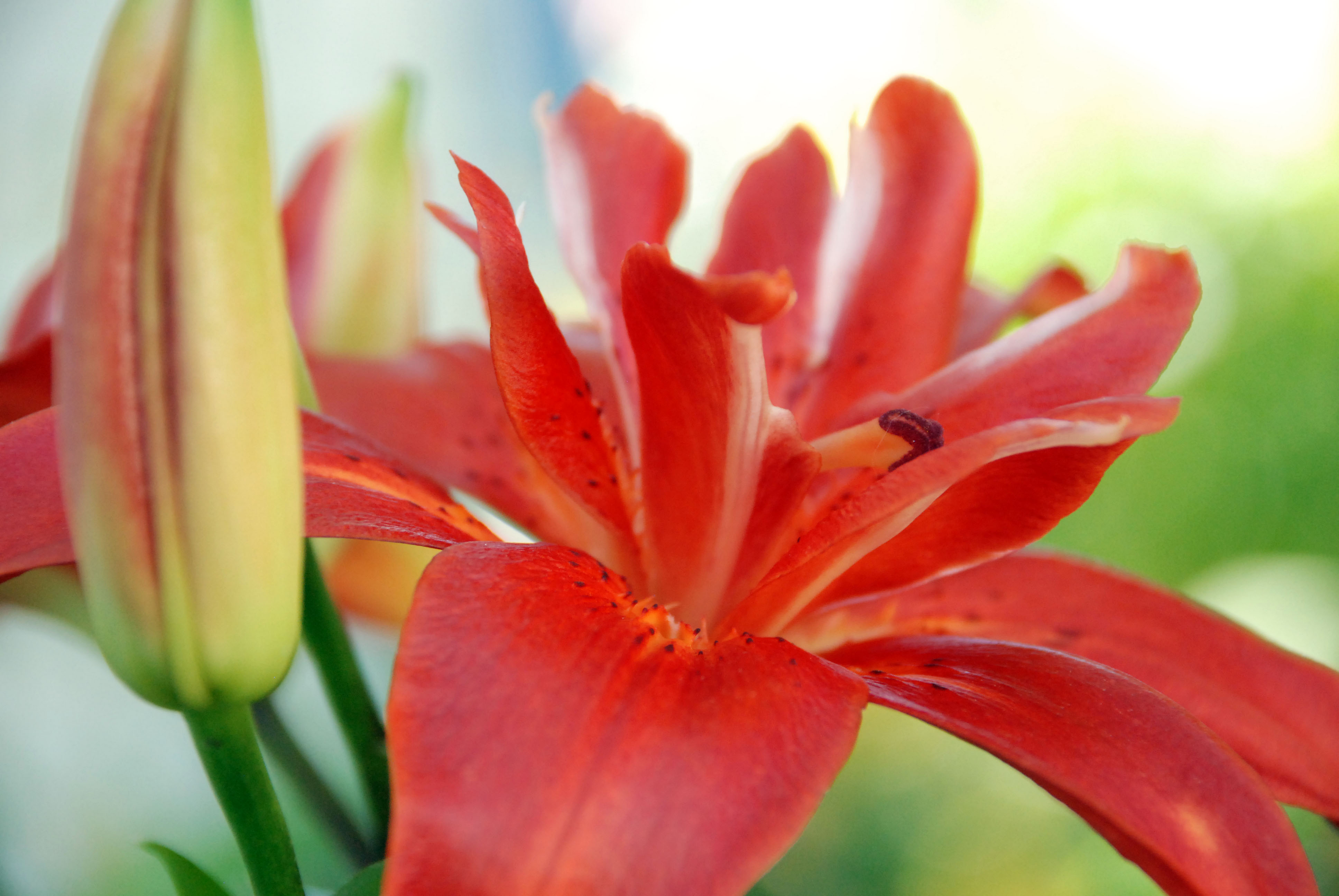orange lily